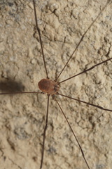 Leiobunum blackwalli