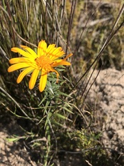 Oedera capensis
