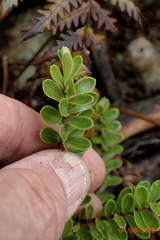 Veronica vernicosa