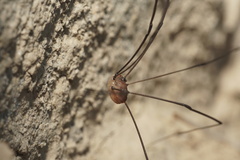 Leiobunum blackwalli