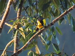 Anisognathus somptuosus