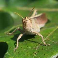 Schistocerca lineata