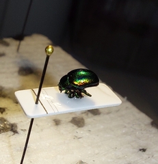 Chrysolina fastuosa