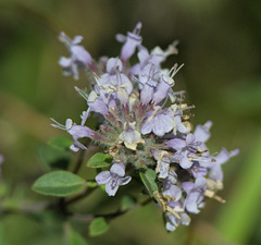 Ziziphora clinopodioides