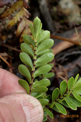 Veronica vernicosa