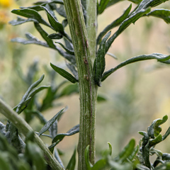 Jacobaea erucifolia