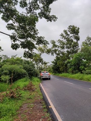 Ficus racemosa
