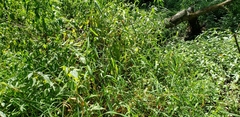 Poaceae