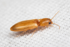 Dolerosomus blaisdelli