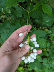 Actaea rubra neglecta