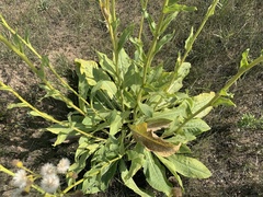 Senecio doria