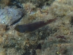 Sparisoma cretense