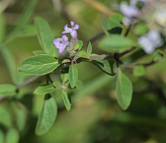 Ziziphora clinopodioides