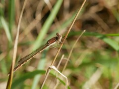 Sympecma fusca
