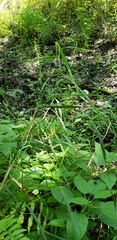 Poaceae