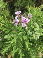 Pelargonium radens