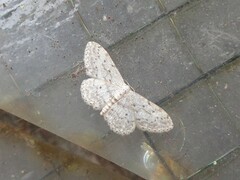 Idaea seriata