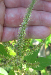 Amaranthus tuberculatus