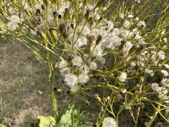 Senecio doria