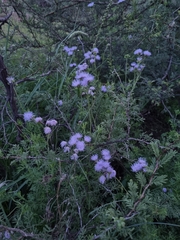 Conoclinium dissectum