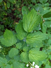 Actaea rubra neglecta
