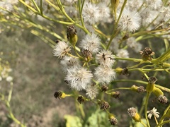 Senecio doria
