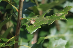 Schistocerca lineata