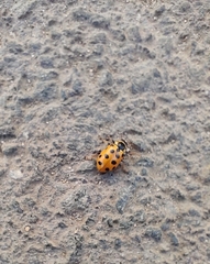 Hippodamia tredecimpunctata