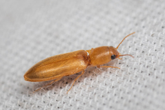 Dolerosomus blaisdelli