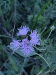 Conoclinium dissectum