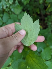 Actaea rubra neglecta