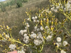 Senecio doria