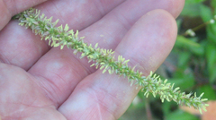 Amaranthus tuberculatus