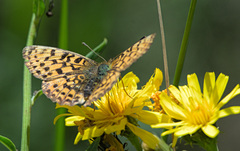 Argynnis paphia