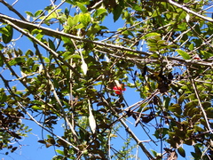 Brugmansia sanguinea