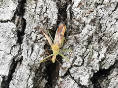Zelus renardii