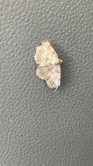 Digrammia ocellinata