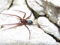 Sagana rutilans