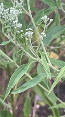 Peucetia viridans