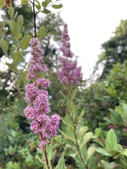 Spiraea