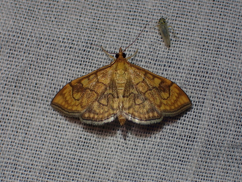 Anania verbascalis