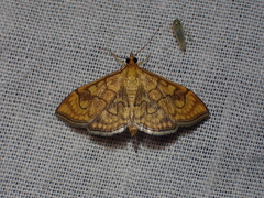 Anania verbascalis