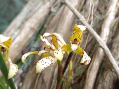 Maxillaria picta
