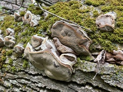 Phellinus igniarius