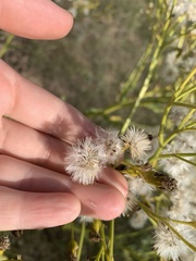 Senecio doria