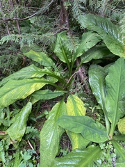 Lysichiton americanus
