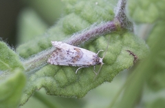 Neocochylis hybridella