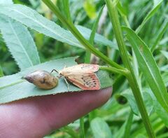 Miltochrista miniata