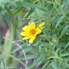 Bidens polylepis