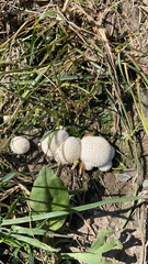 Lycoperdon marginatum